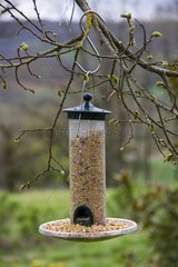 Bird feeder hanging from tree in early Spring
