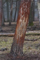 Tree bark by deer forest of Rambouillet France