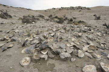 Oysters fossil Peninsula Valdes Argentina