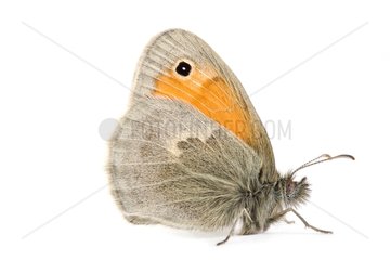 Small heath in studio on white background Provence France