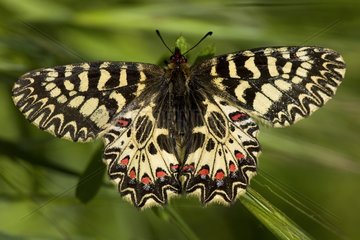 Southern festoon wings opened at spring in Provence France