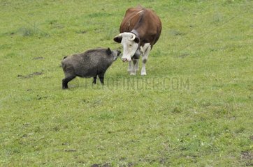 Meeting between a cow Abundance and a Boar