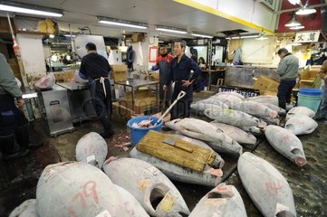 Frozen bluefin tunas Tsukiji Market Tokyo Japan