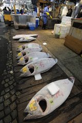 Frozen bluefin tunas Tsukiji Market Tokyo Japan