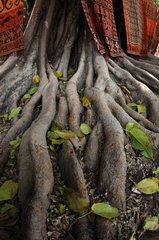 Root of an old tree on a market in Indonesia