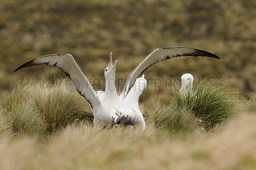 Southern Royal Albatross courtship in New Zealand