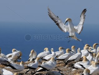 Gannet bringing materials to the nest New Zealand