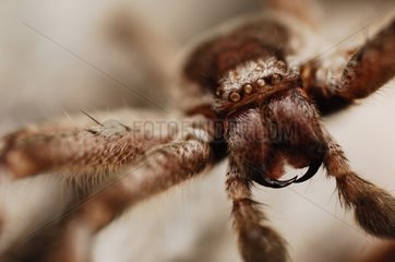 Spider in Australia with details of chelicerae