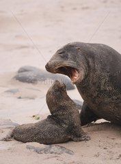New Zealand Sea Lion intimidating a young