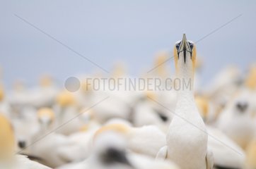 Australasian Gannet colony of Cape Kidnappers New Zealand