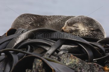 Fur seal resting on Macquarie Island