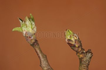 Hatching a bud on a twig apple France