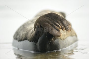 Harbour seal fins underwater resting Britain France