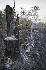 Burnt tree along the Virachay NP Cambodia