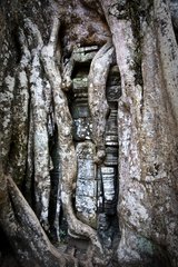 Roots covering a temple of Angkor Cambodia