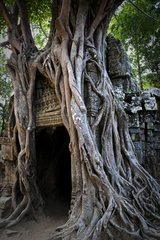 Roots covering the entrance of a temple of Angkor Cambodia