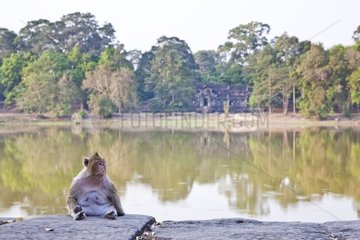 Macaque by the basin of one of the temples of Angkor