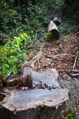 Trees cut by poachers in the PN Bokor Cambodia