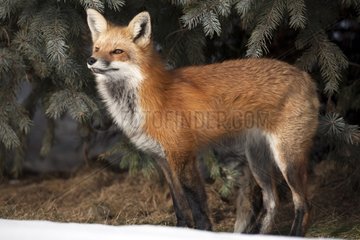 Red fox looking before Canada