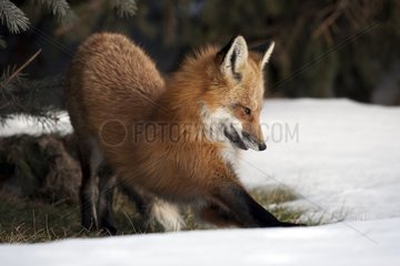 Red fox stretching Canada