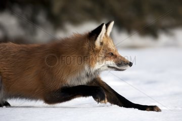 Red fox in the snow ready to pounce on a prey Canada