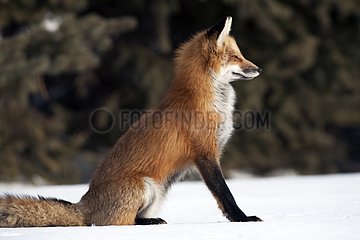 Red fox sitting in the snow looking before Canada