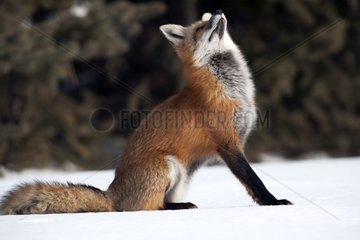 Red fox in the snow looking over him Canada