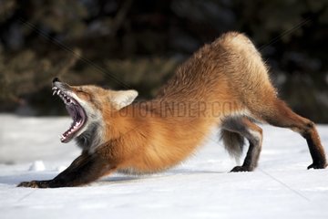Red Fox yawning and stretching in the snow Canada