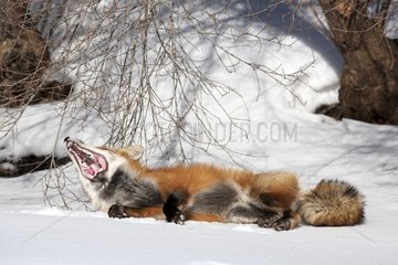 Red fox lying in the snow and yawning Canada