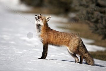 Red fox in the snow and looking up Canada