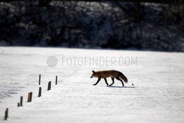 Red fox walking in the snow Canada
