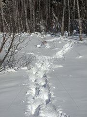 Traces left in the snow by Eurasian Elk Canada