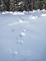 Traces left in the snow by Red Fox Canada