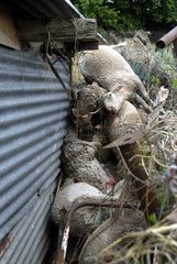 Sheep dead after a flood in the Var France