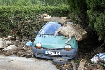 Sheeps dead after a flood in the Var France