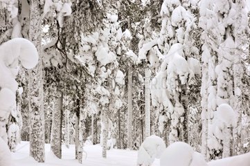 Forest of the Oulanka NP after four days of snow Finland