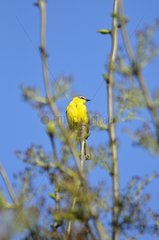 Yellow Wagtail on a branch France
