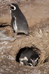 Couple of Magellanic Penguins nesting in Argentina
