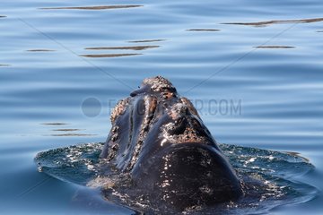 Southern right whale emerging to breathe Argentina