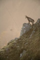 Northern Chamois on a rock in autumn France