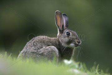 European Rabbit in autumn UK