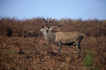 Red Deer male Leicestershire UK