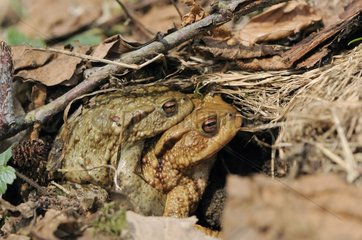 Mating of Common Toad in the Vosges France