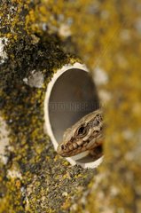 Common Wall Lizard in a drain of a wall France