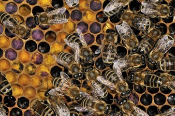 Bees 'Carniolienne Sklenar' n a beehive frame