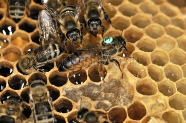 Bees 'Carniolienne Sklenar' n a beehive frame