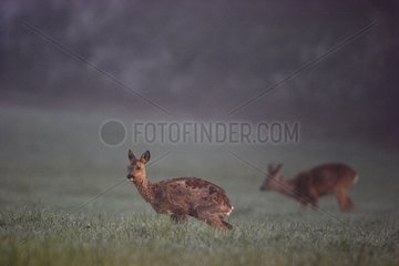 Young Deer stag and urinating in the background France