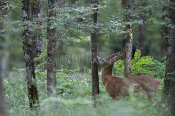 Roe deer marking his territory in the undergrowth France