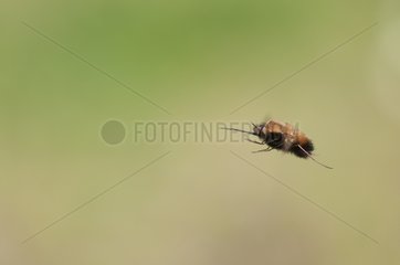Dotted bee-fly flying over a dry lawn Bourgogne France