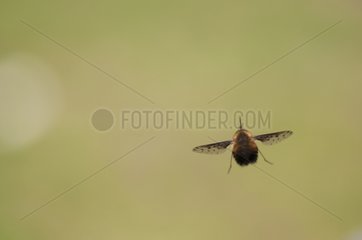 Dotted bee-fly flying over a dry lawn Bourgogne France